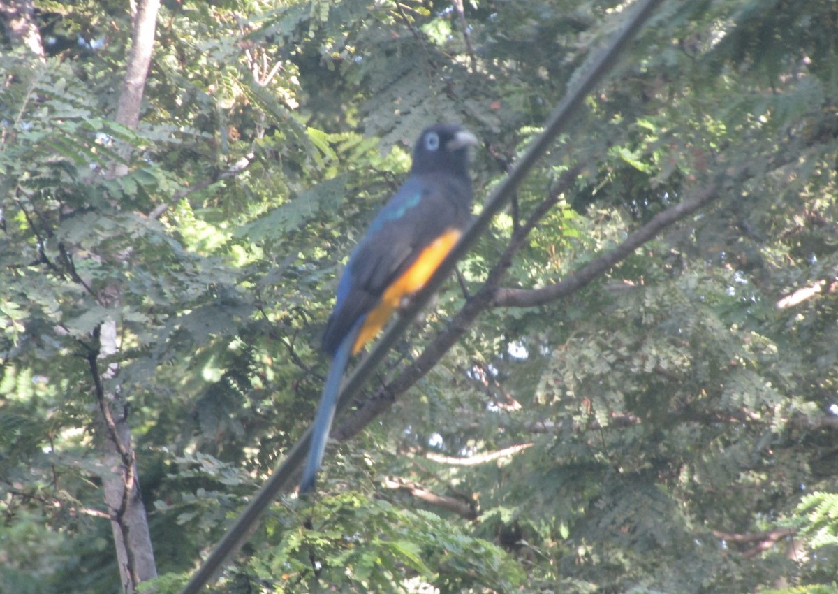 Black-headed Trogon - ML643464879