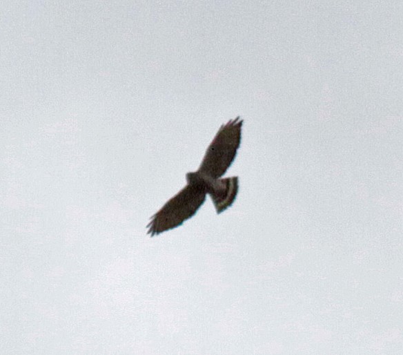 Broad-winged Hawk - ML643464881