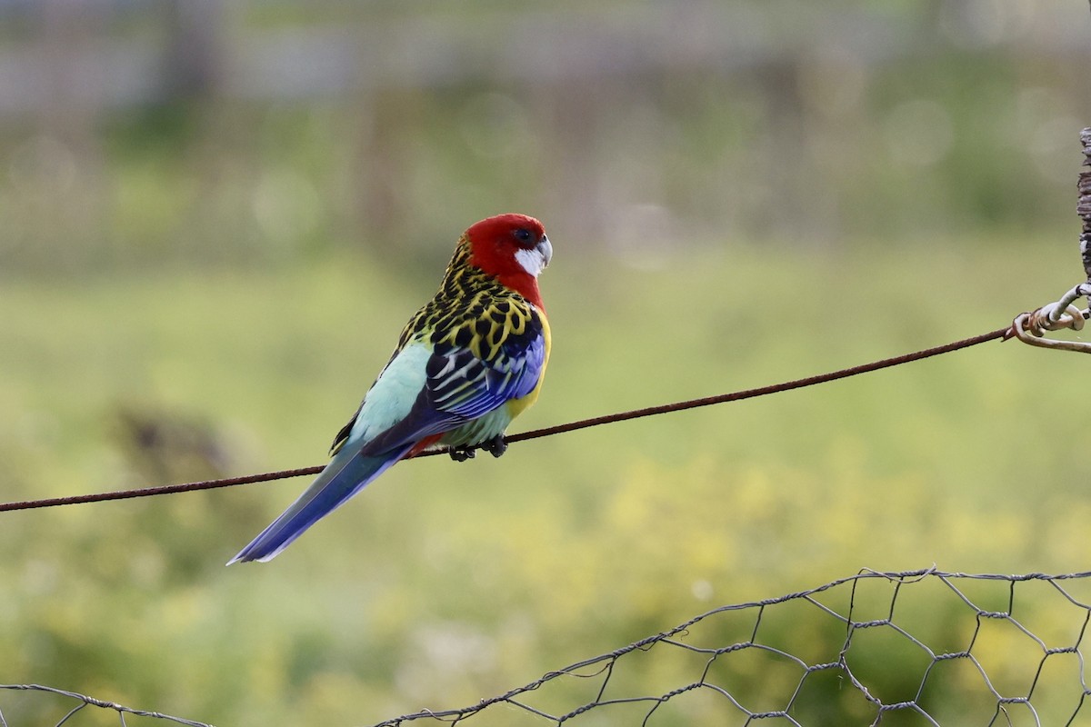 Eastern Rosella - ML643464882