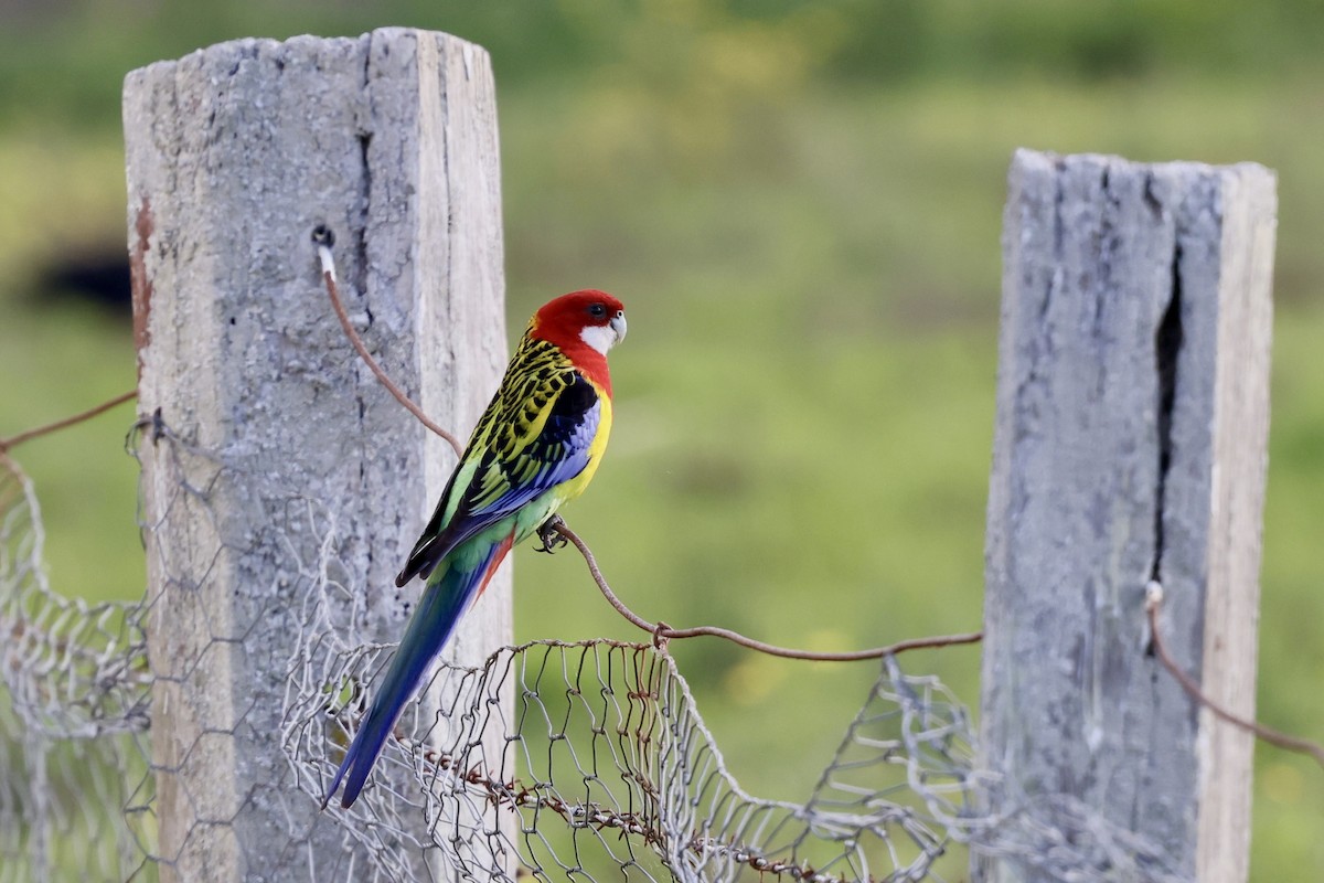 Eastern Rosella - ML643464883