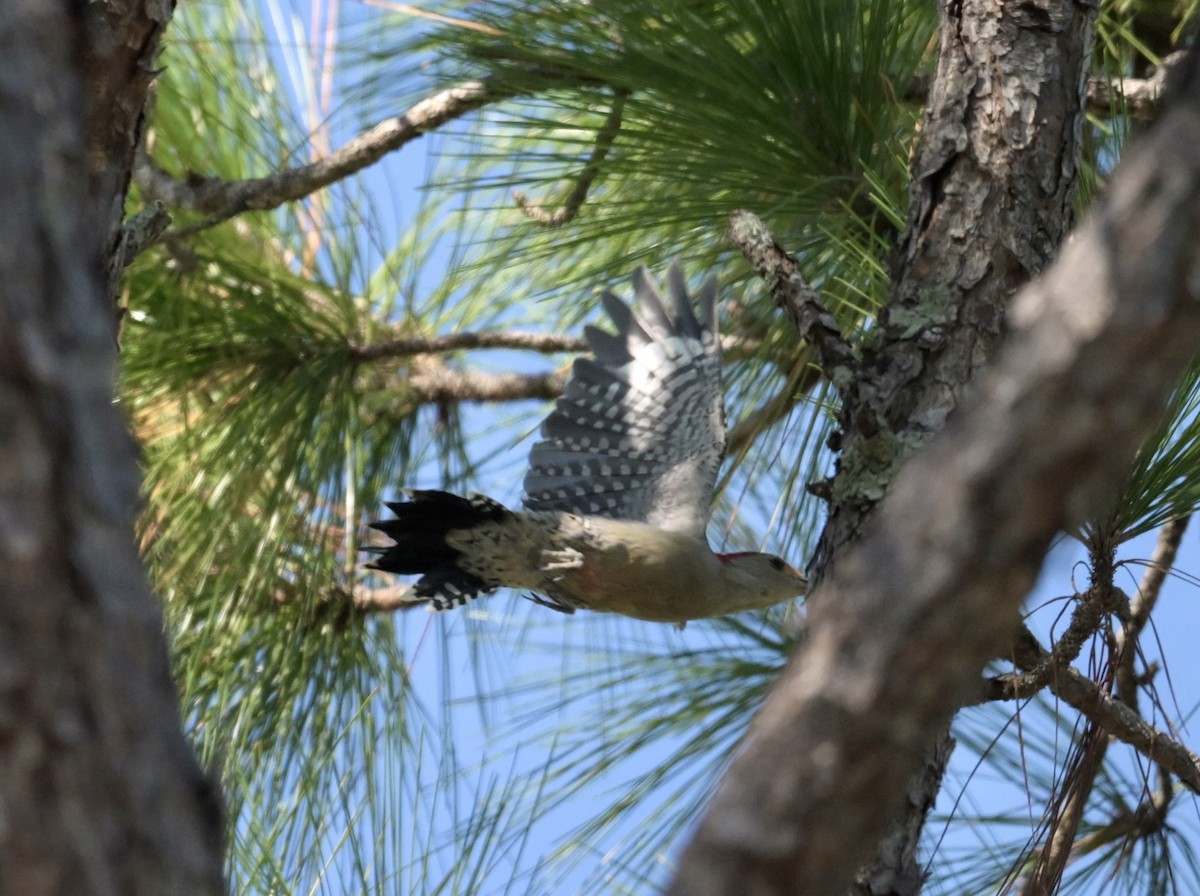 Red-bellied Woodpecker - ML643464891