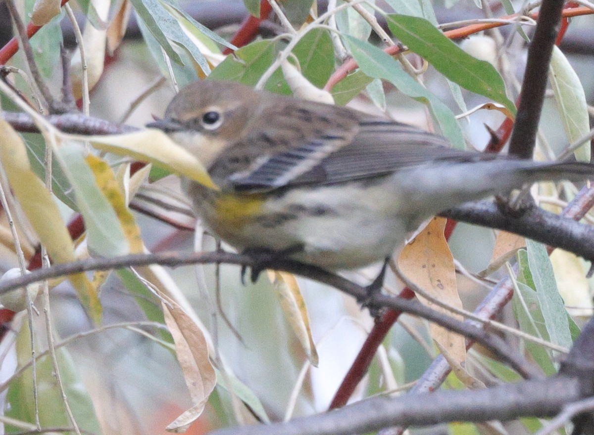 lesňáček žlutoskvrnný (ssp. coronata) - ML643464899