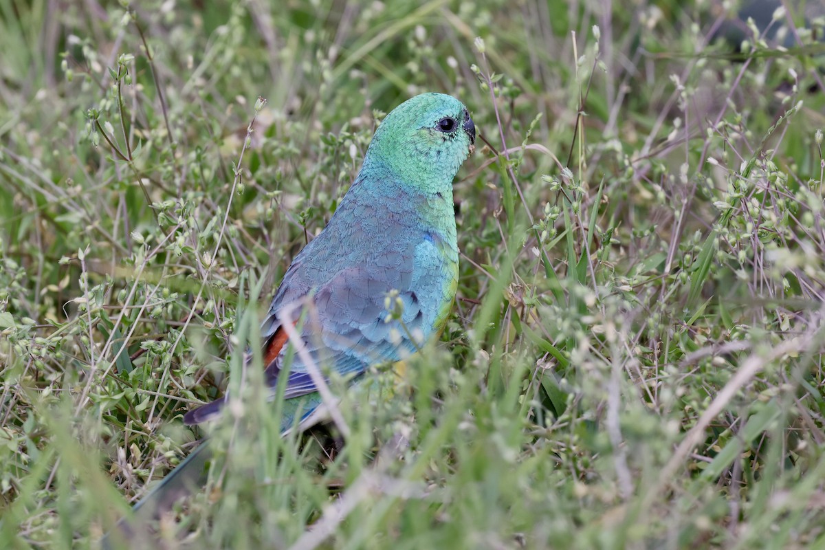 Red-rumped Parrot - ML643464909