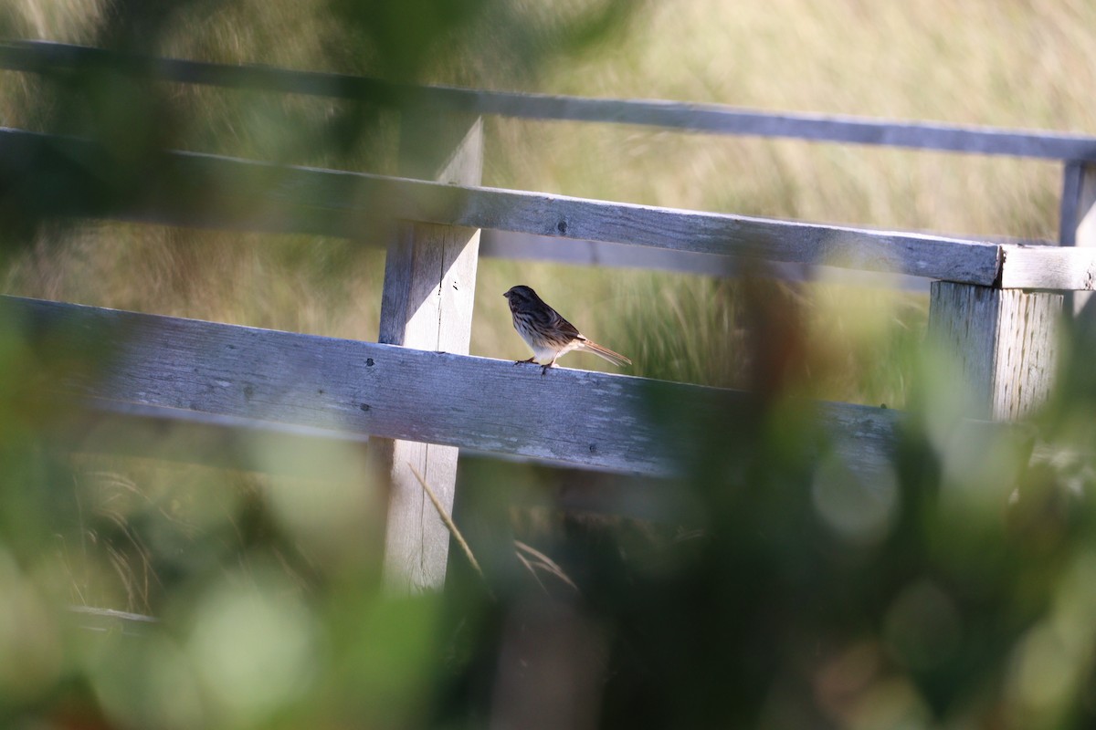 Song Sparrow - ML643464938