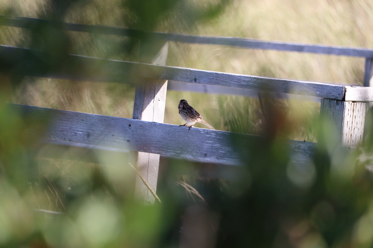 Song Sparrow - ML643464939