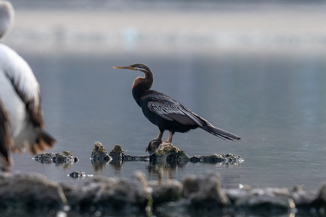 Australasian Darter - ML643464941