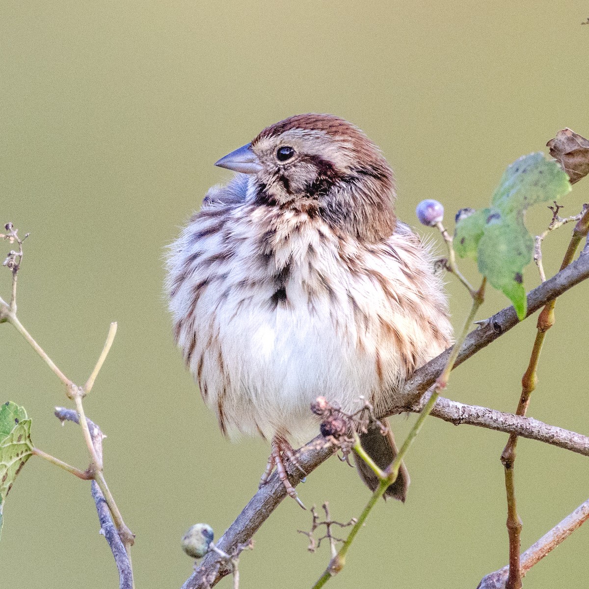 Song Sparrow - ML643464944