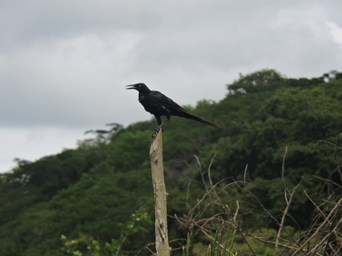 Great-tailed Grackle - ML643464945