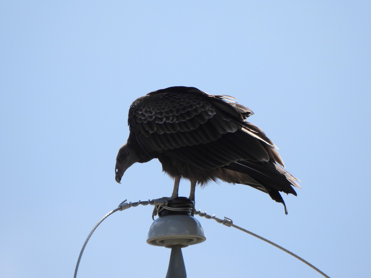 Turkey Vulture - ML643464951