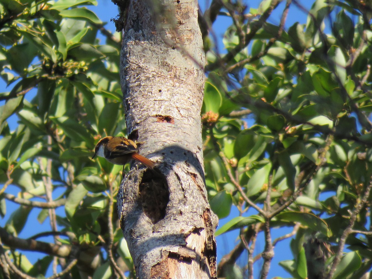 Thorn-tailed Rayadito - ML643464964