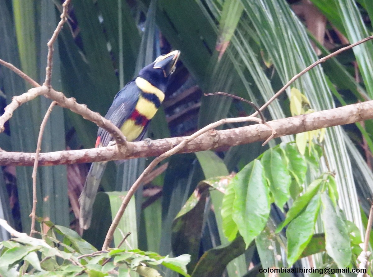 Many-banded Aracari - ML643464966