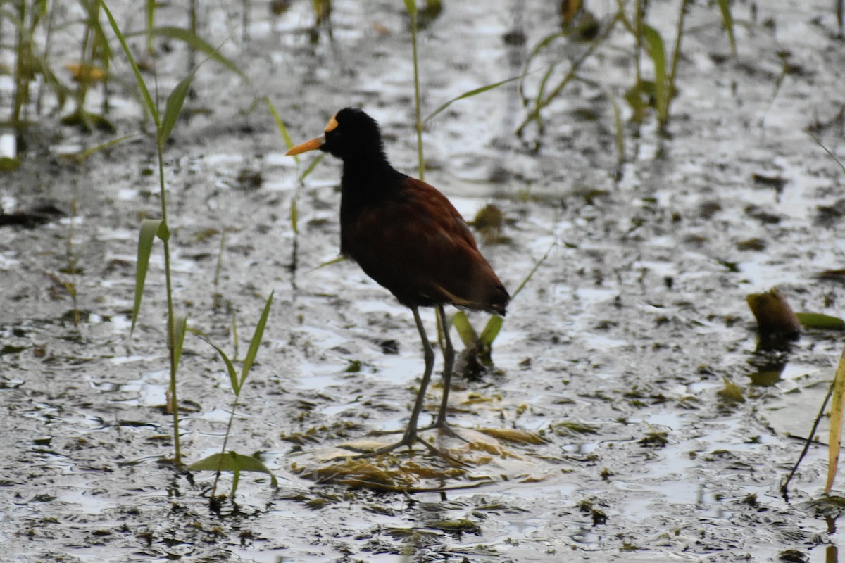 Northern Jacana - ML643464980