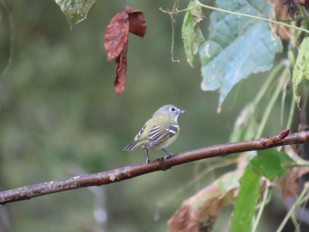 Blue-headed Vireo - ML643464988