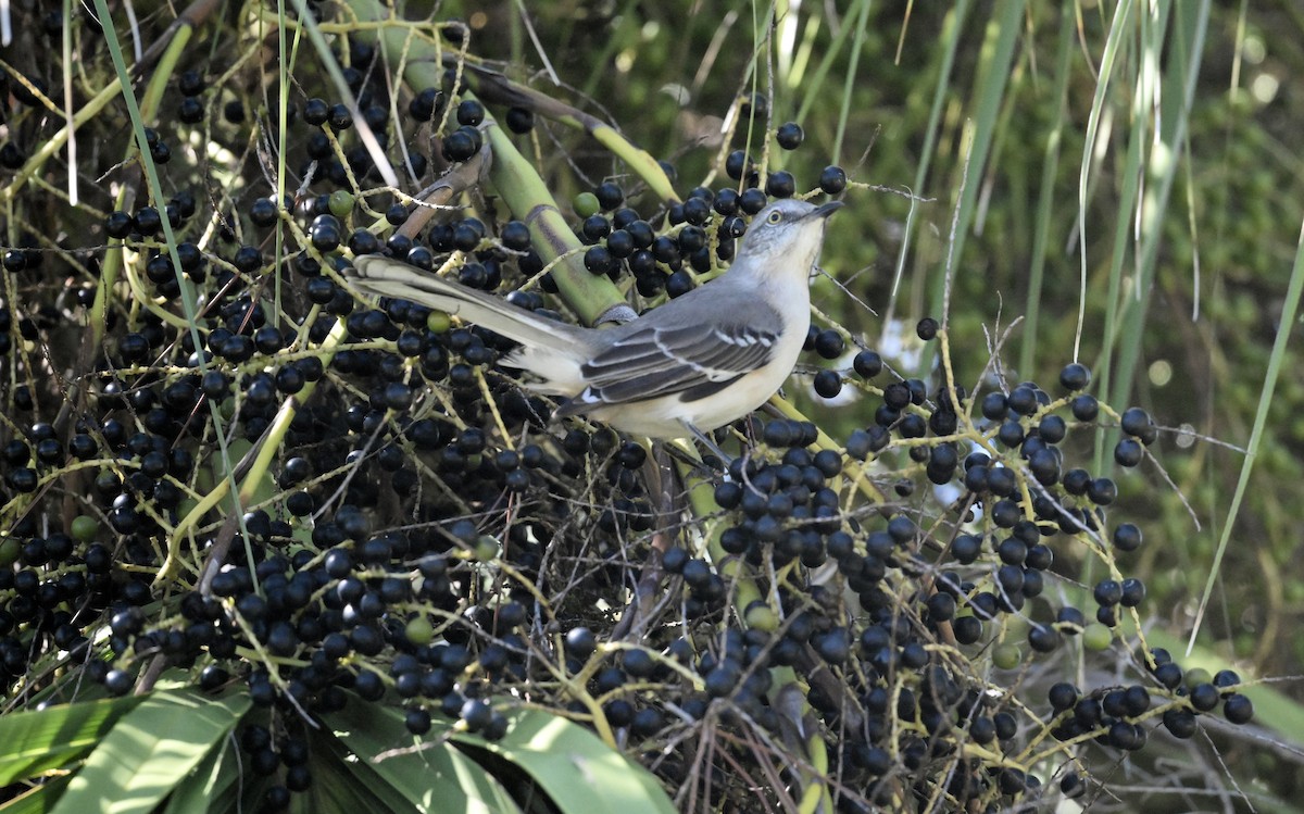 Northern Mockingbird - ML643464989