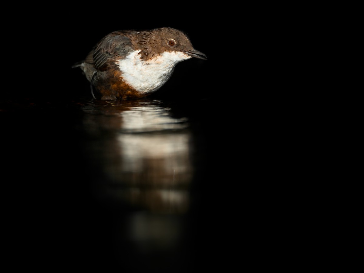 White-throated Dipper - ML643464992