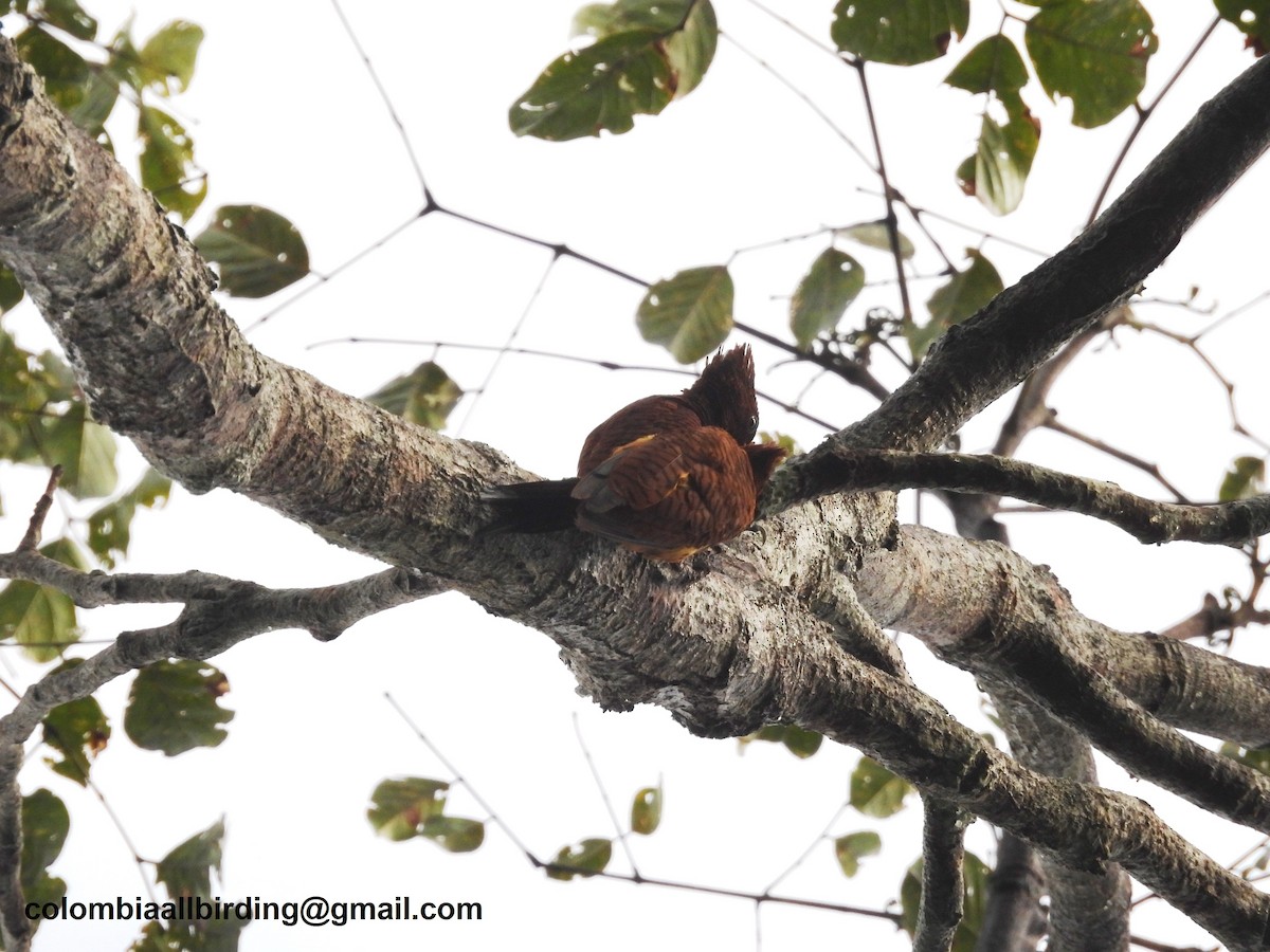 Waved Woodpecker - ML643464999