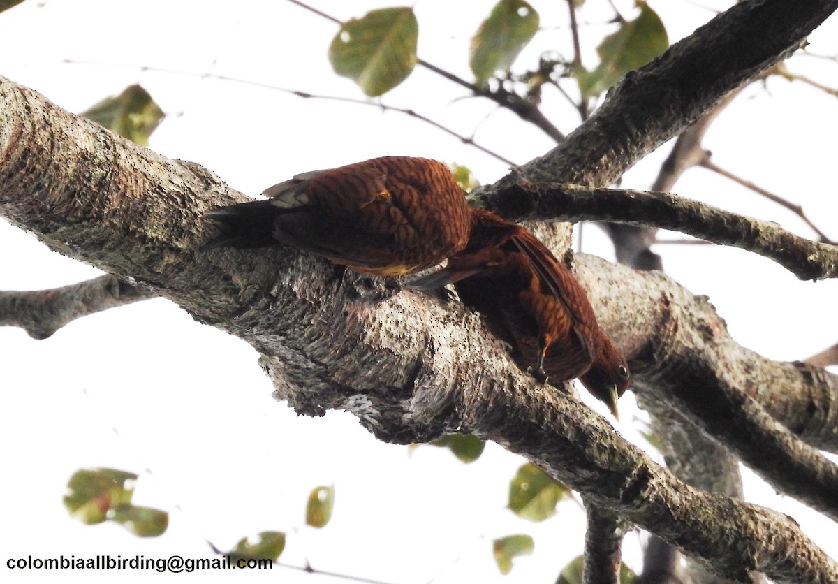 Waved Woodpecker - ML643465003
