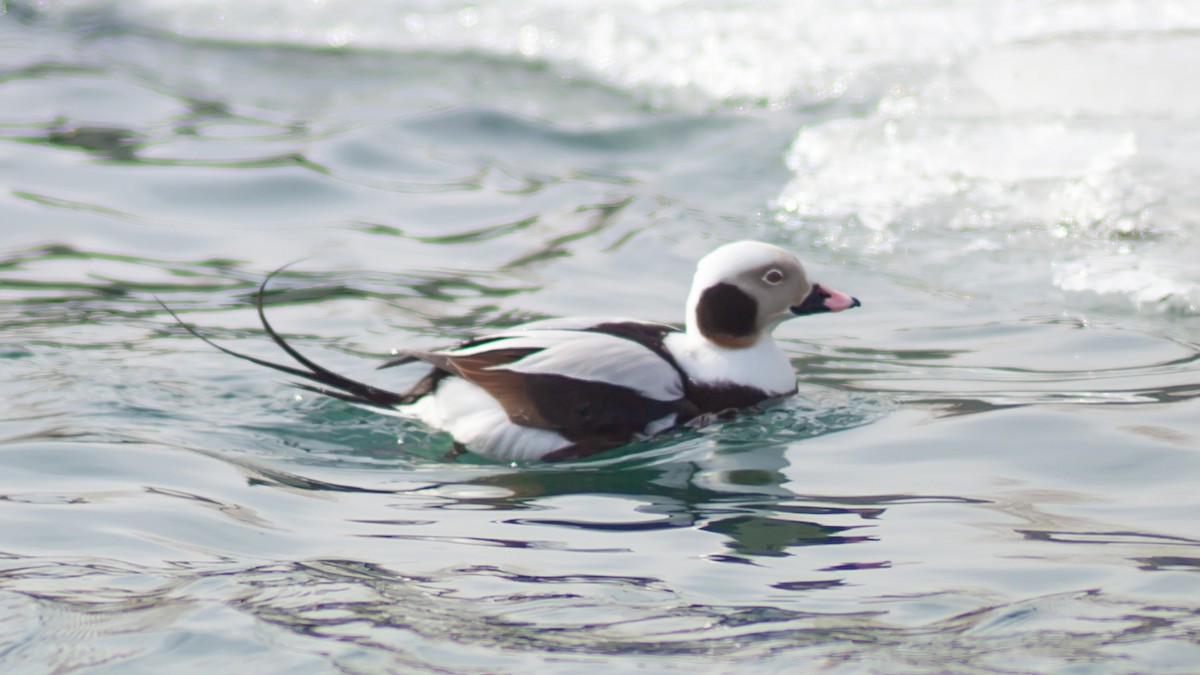 Long-tailed Duck - ML643465018