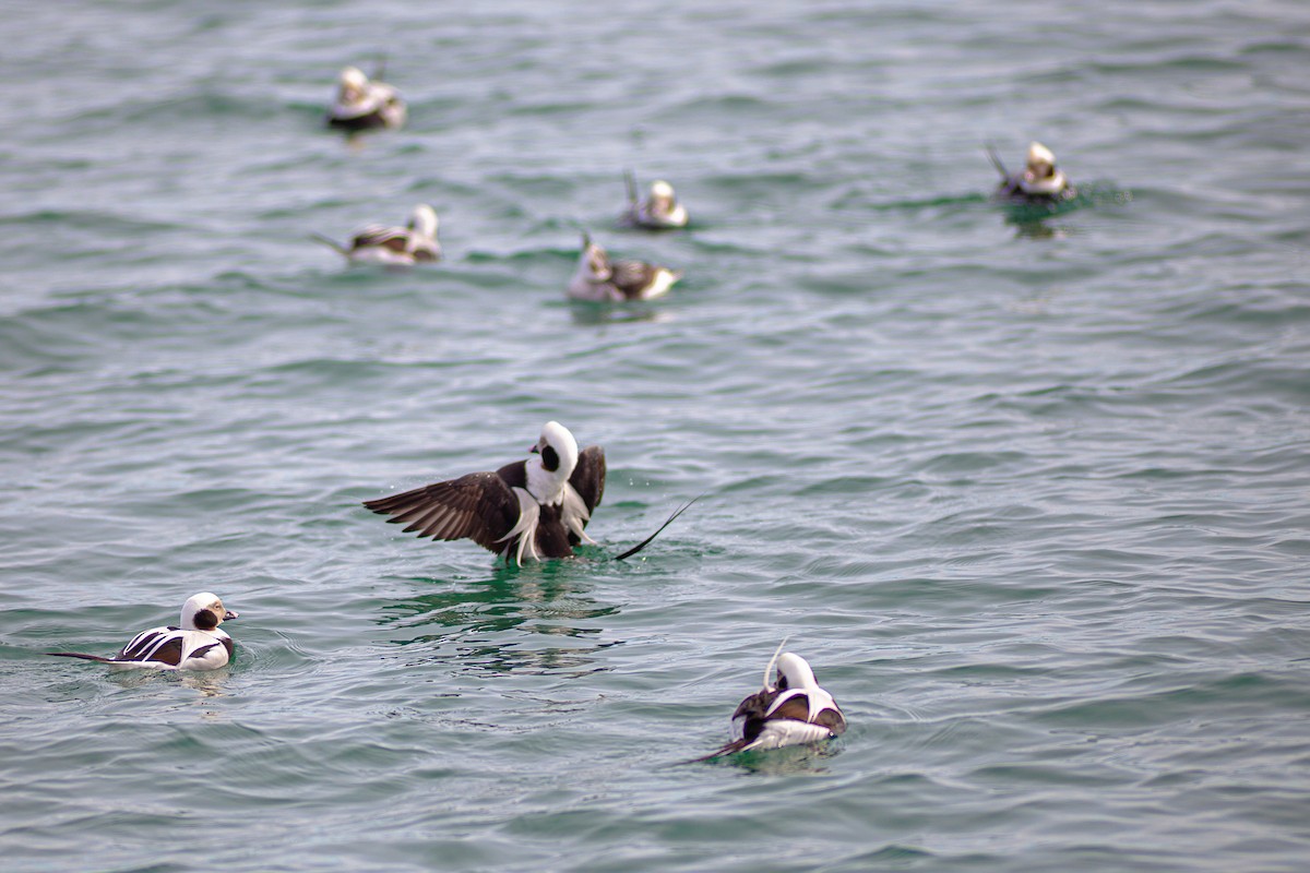 Long-tailed Duck - ML643465020