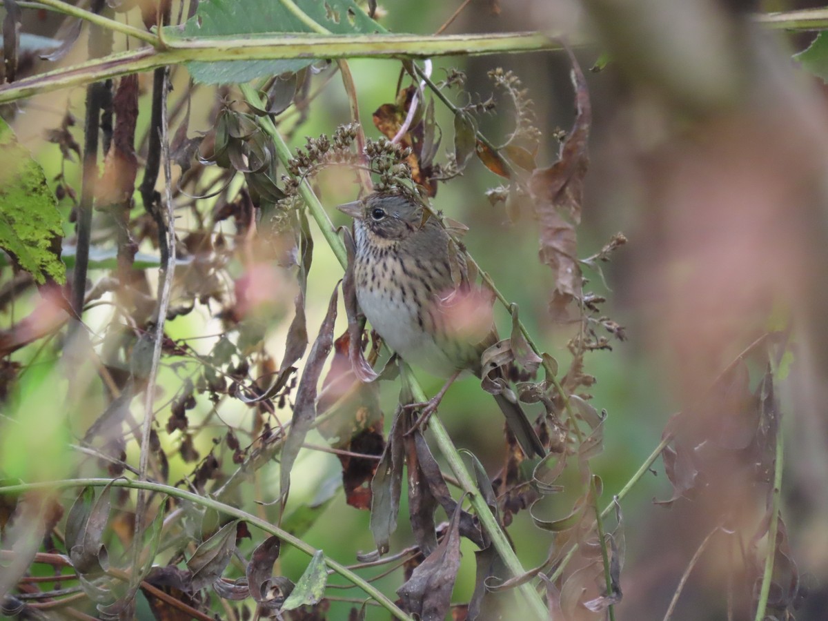 Lincoln's Sparrow - ML643465037