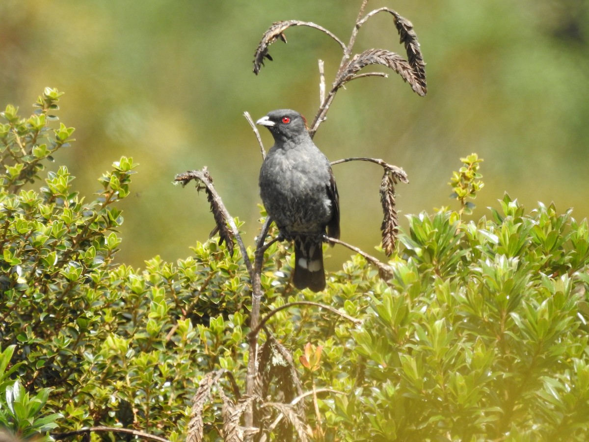 Red-crested Cotinga - ML643465040