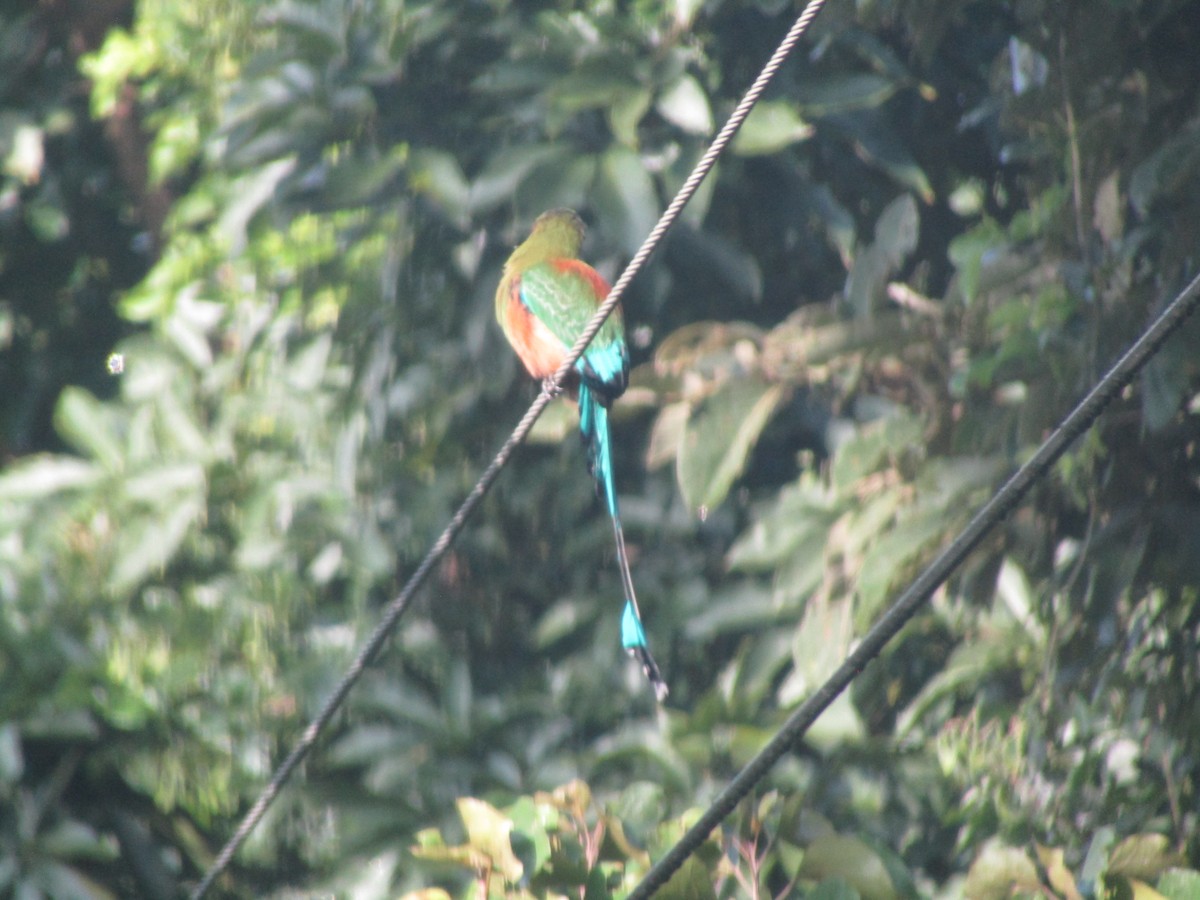 Turquoise-browed Motmot - ML643465048