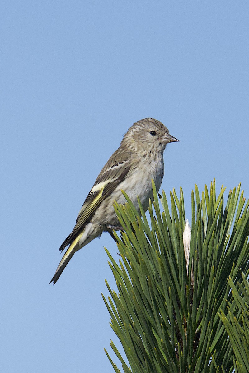 Jilguero de Los Pinos - ML643465085