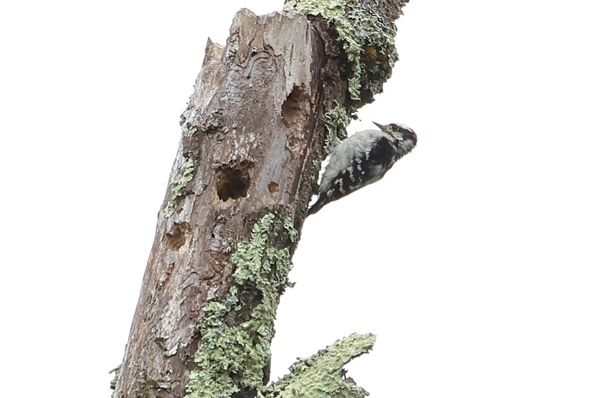 Downy Woodpecker - ML643465100