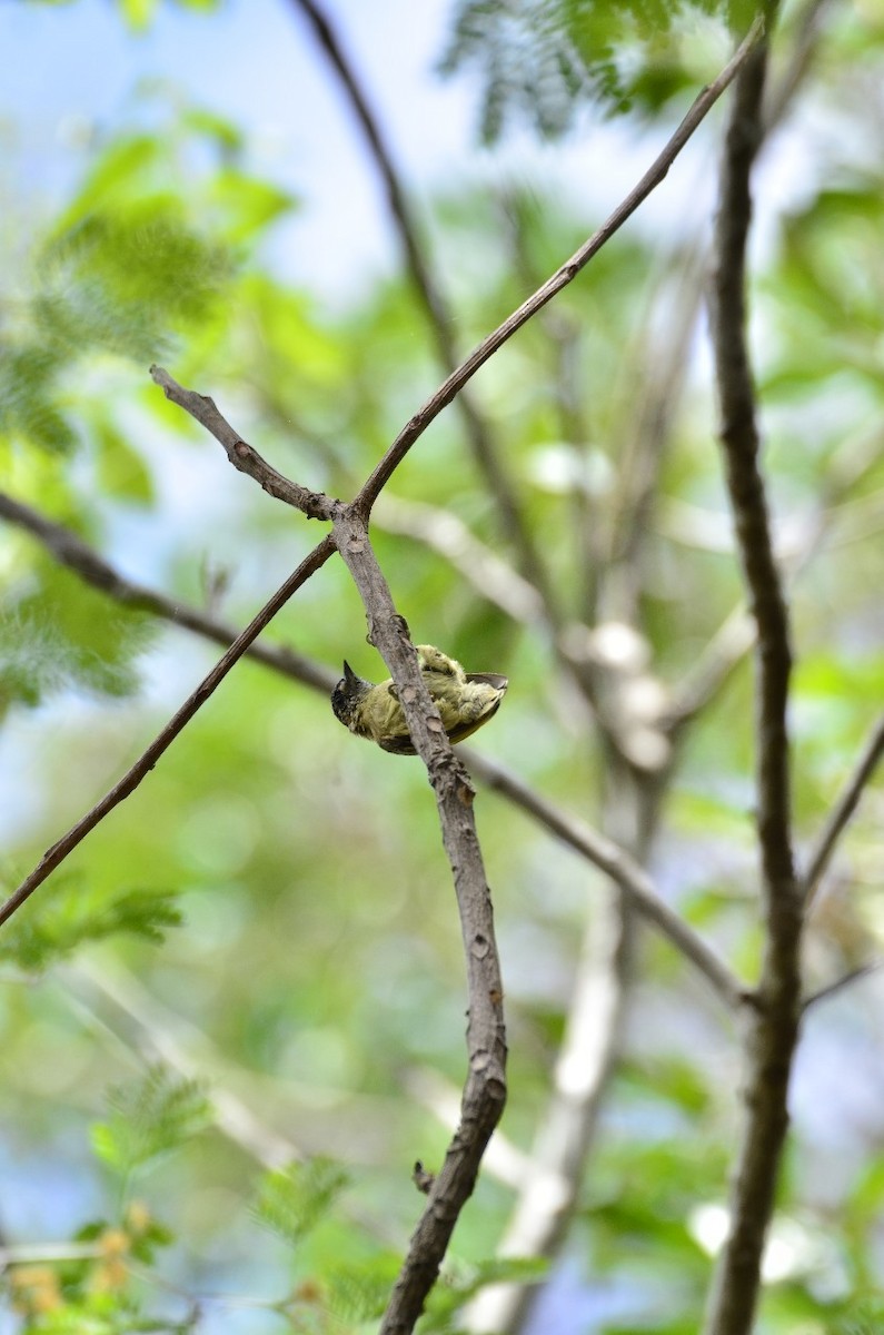 Olivaceous Piculet - ML643465108