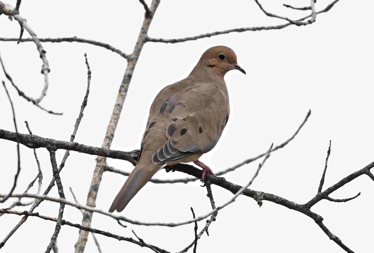sørgedue - ML643465148