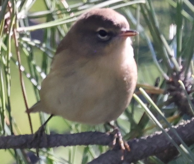 Black-throated Blue Warbler - ML643465152