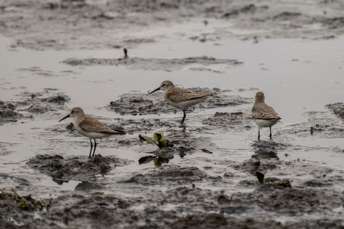 Western Sandpiper - ML643465161
