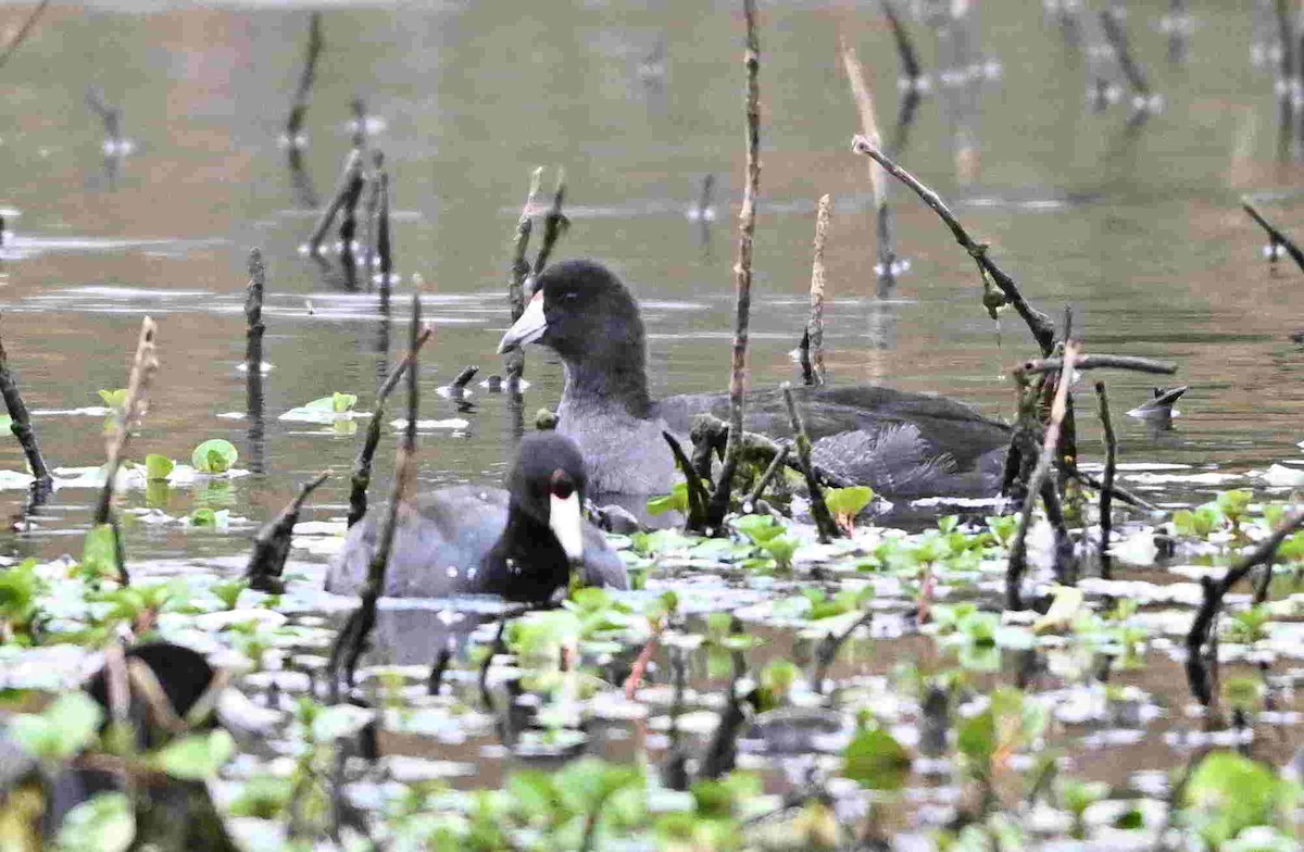 American Coot - ML643465174