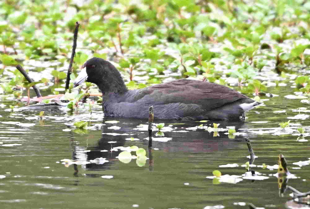 American Coot - ML643465186