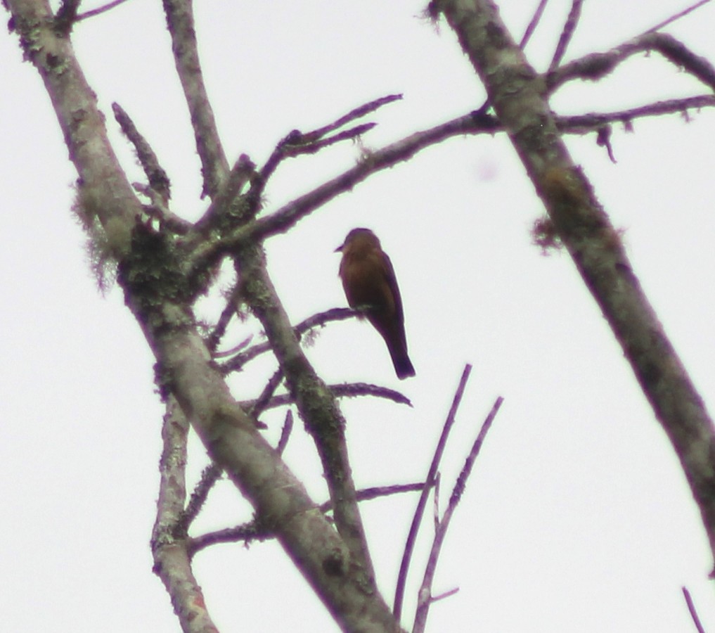 Cliff Flycatcher - ML643465201