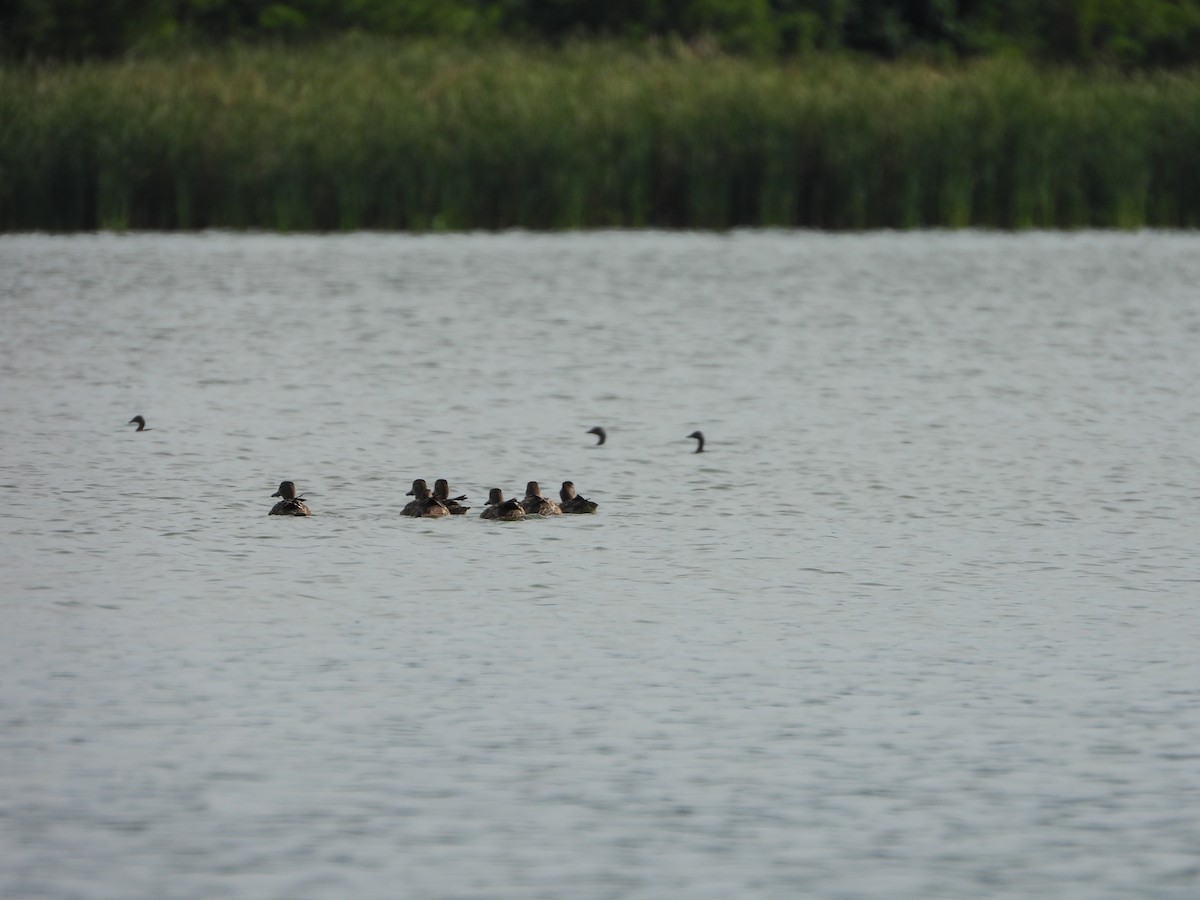 Blue-winged Teal - ML643465219