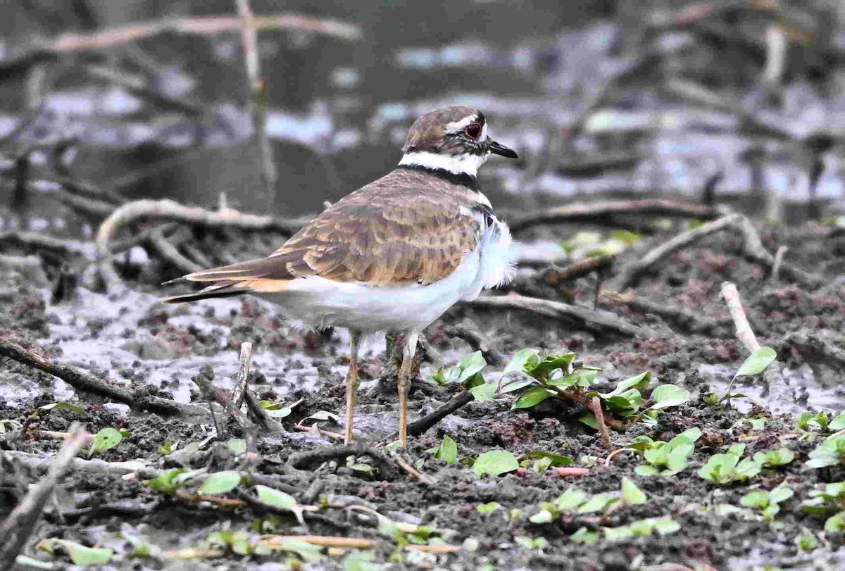 Killdeer - ML643465222