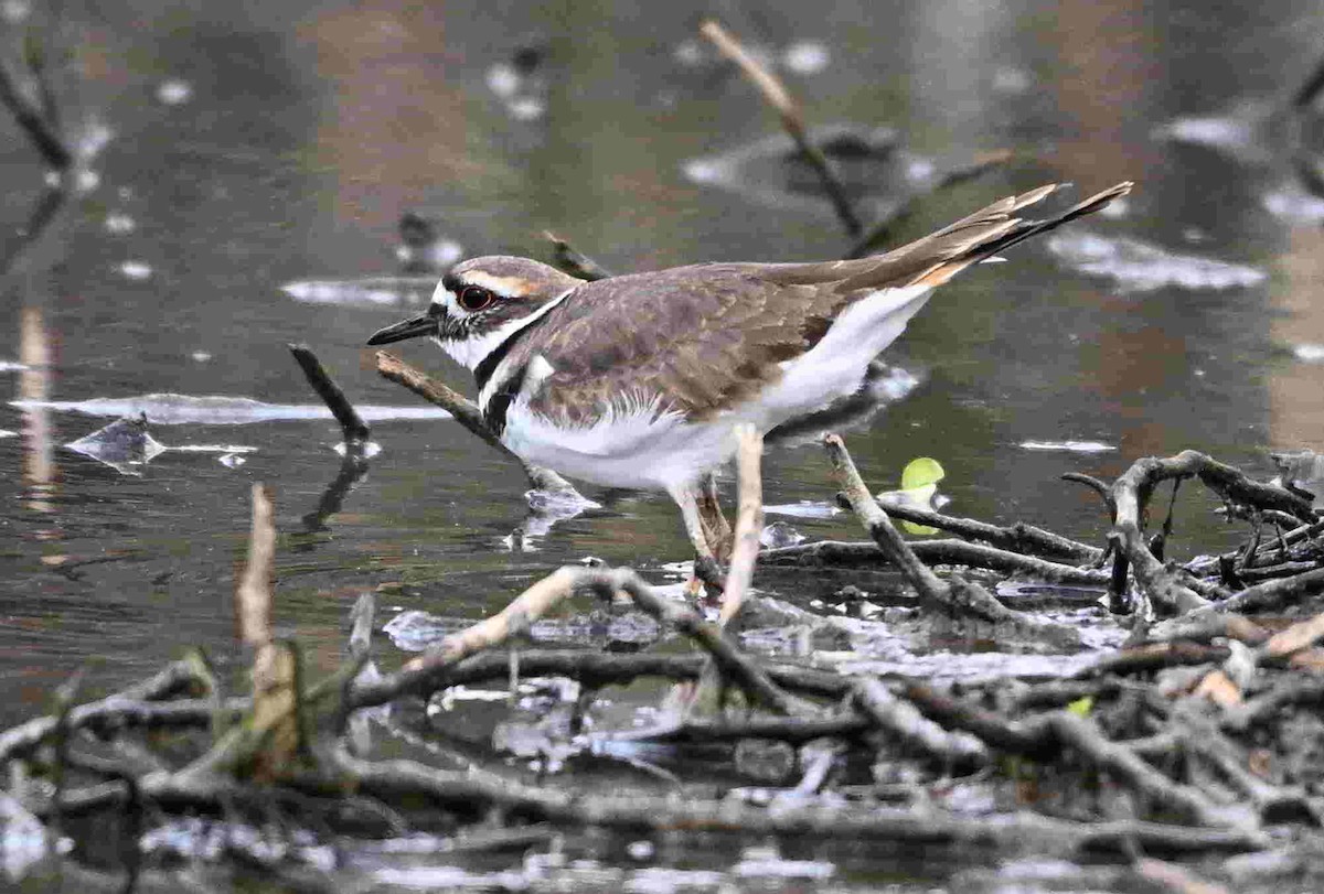Killdeer - ML643465229