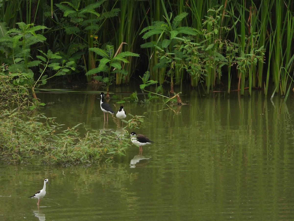Black-necked Stilt - ML643465232