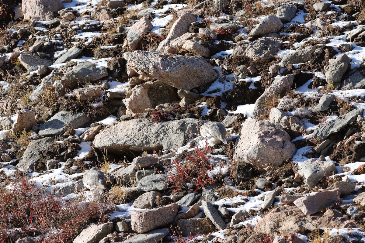 White-tailed Ptarmigan - ML643465233