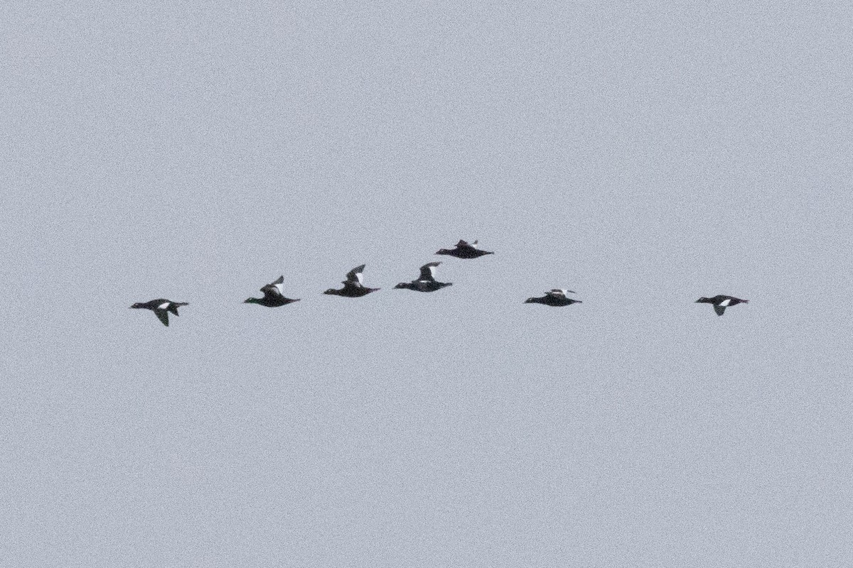 White-winged Scoter - ML643465257