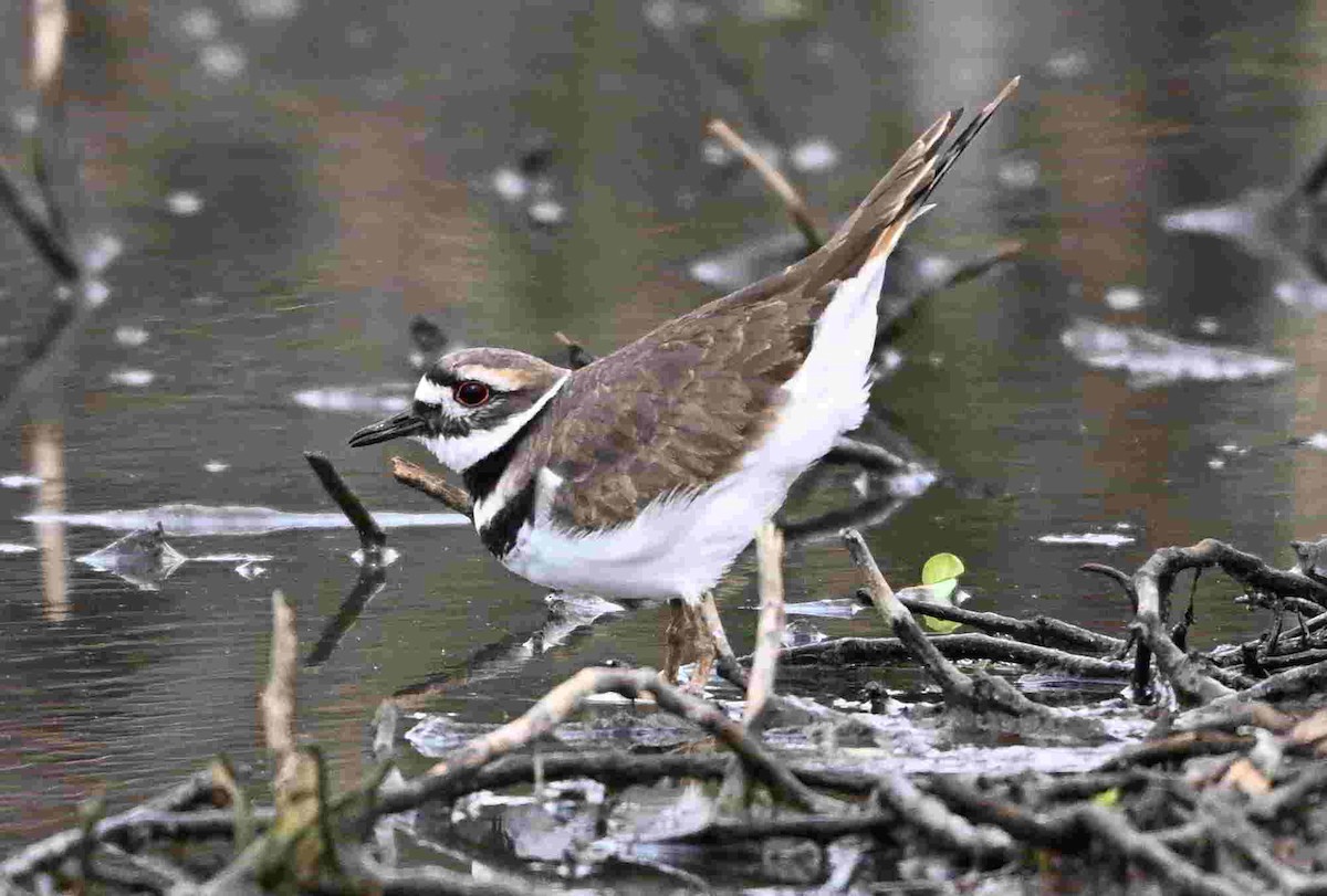 Killdeer - ML643465258