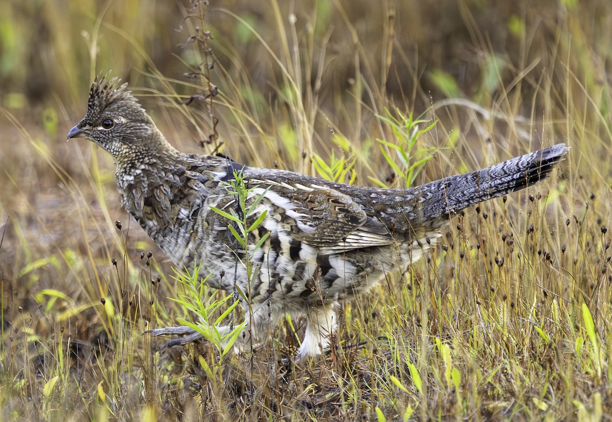 Ruffed Grouse - ML643465280