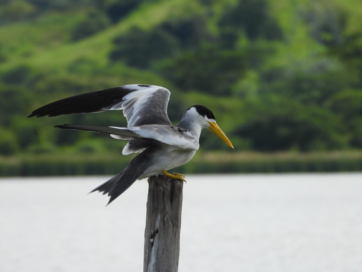 Large-billed Tern - ML643465281