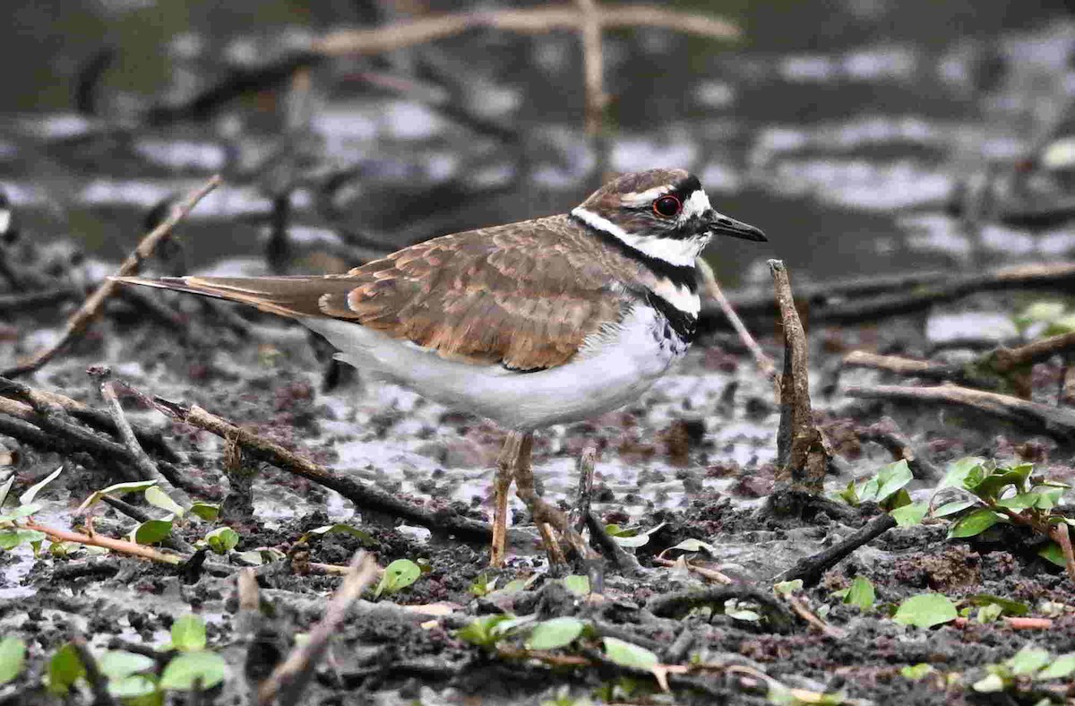 Killdeer - ML643465285