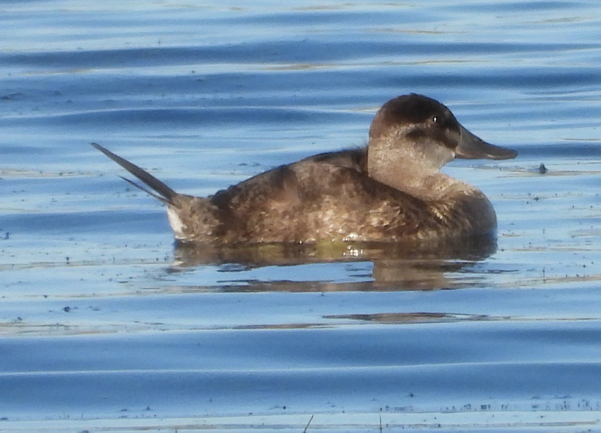 Ruddy Duck - ML643465295