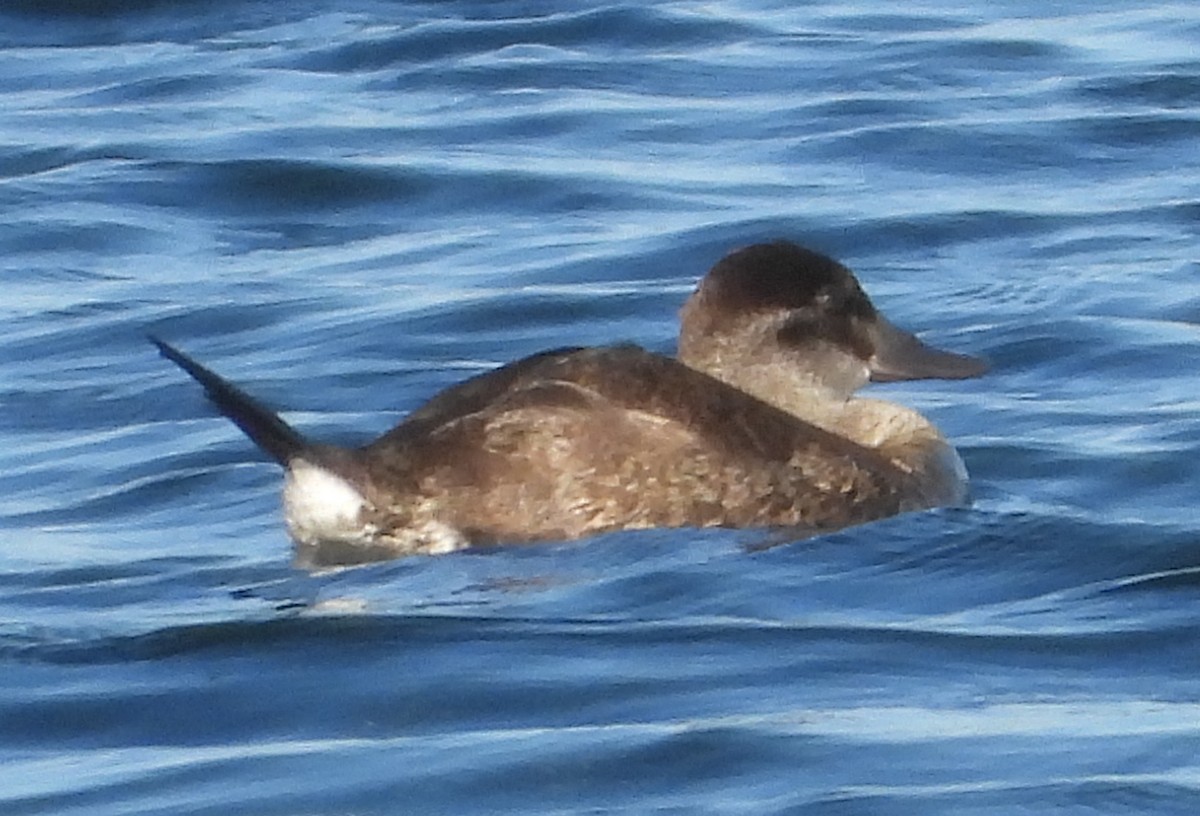 Ruddy Duck - ML643465296