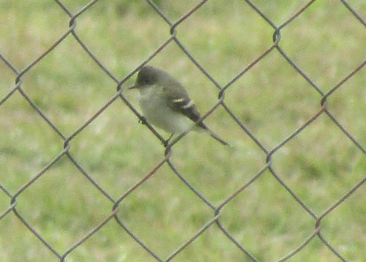 Alder Flycatcher - ML643465301
