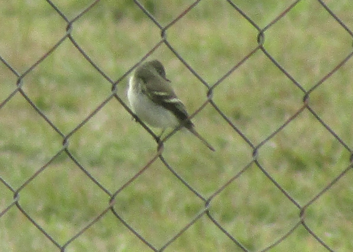 Alder Flycatcher - ML643465302