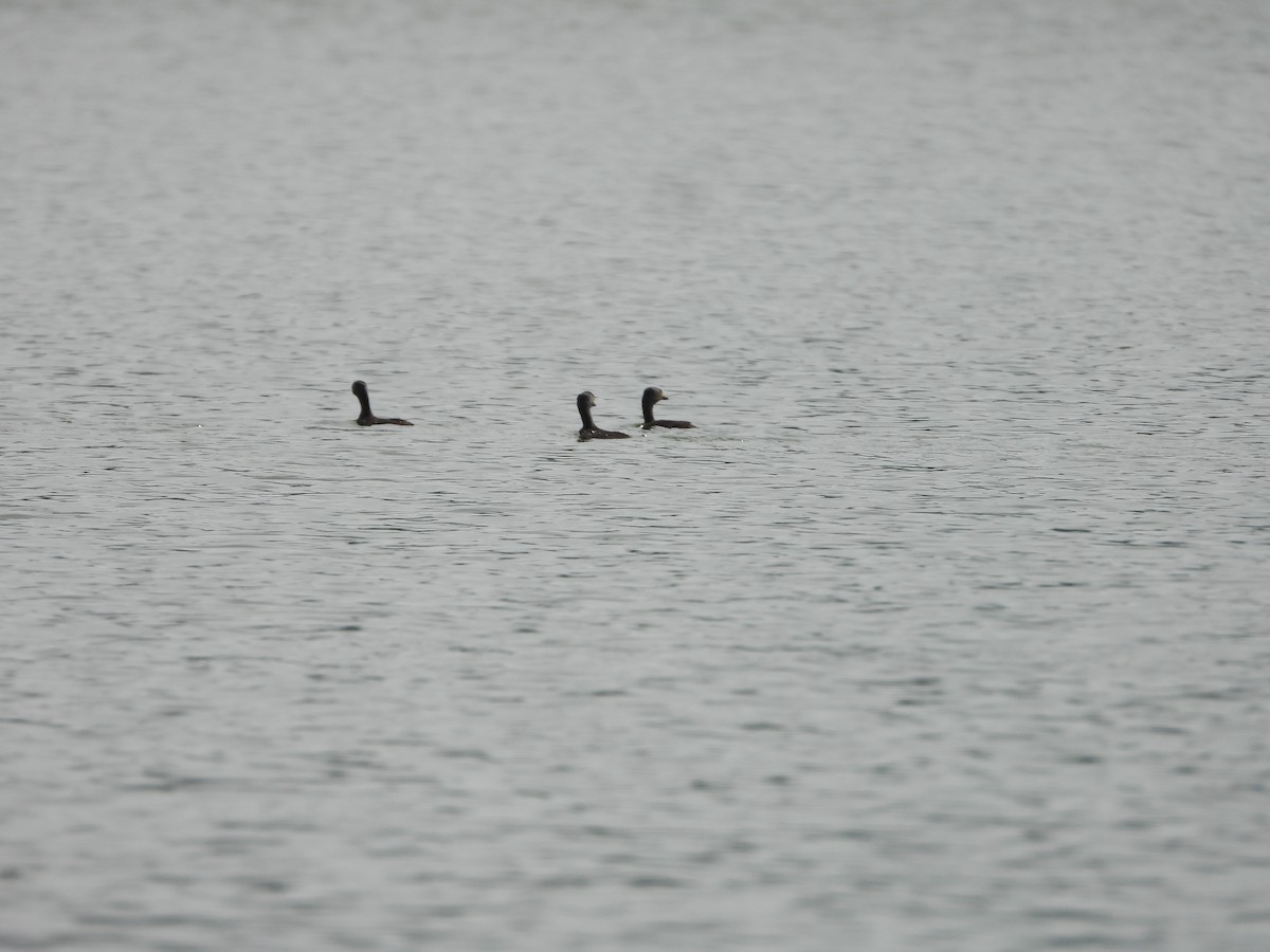 Least Grebe - ML643465307